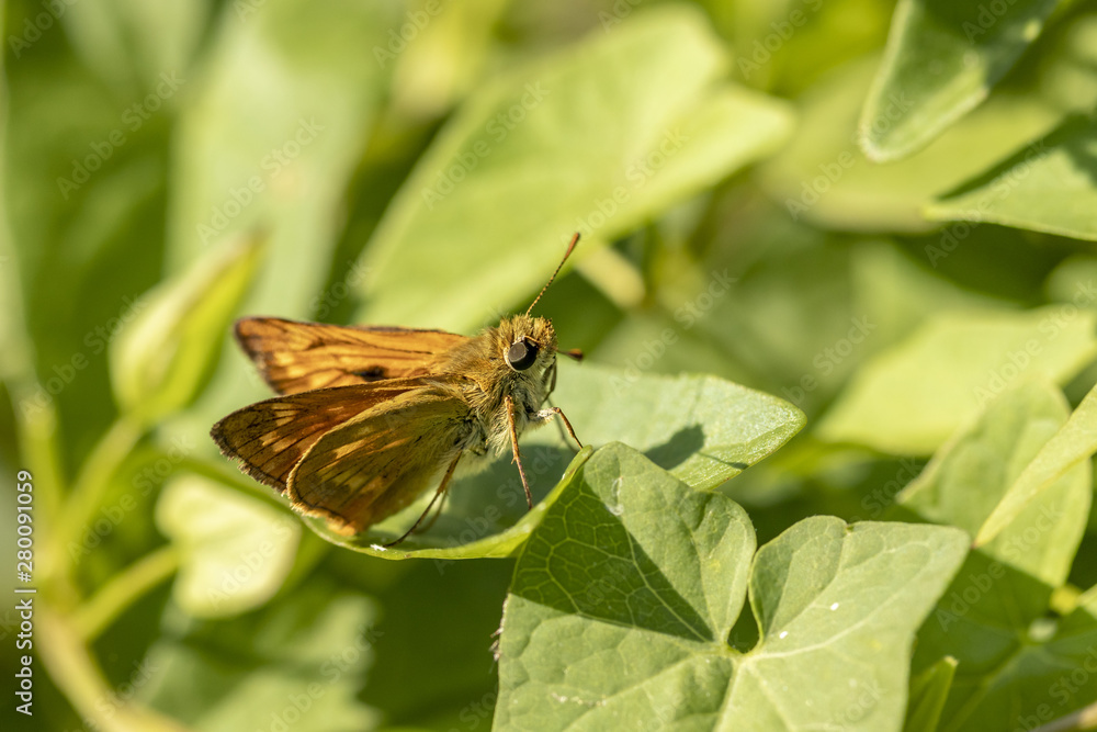 Papillon (Sylvaine) se reposant sur une feuille Papillon (Sylvaine) se reposant sur une feuille