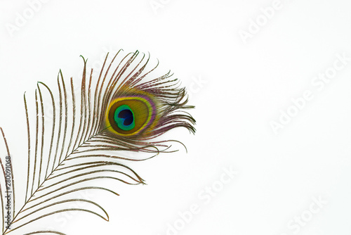Peacock feather color full isolated nature white background bird