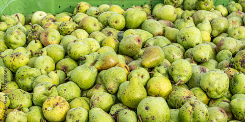 Many Ripe fall pears in a container in autumn