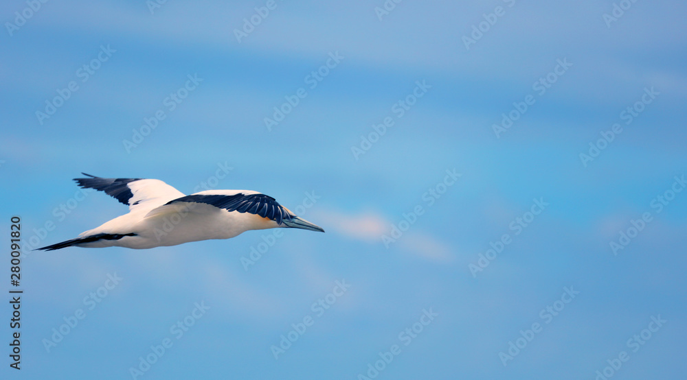 Fototapeta premium Tölpel in Australien
