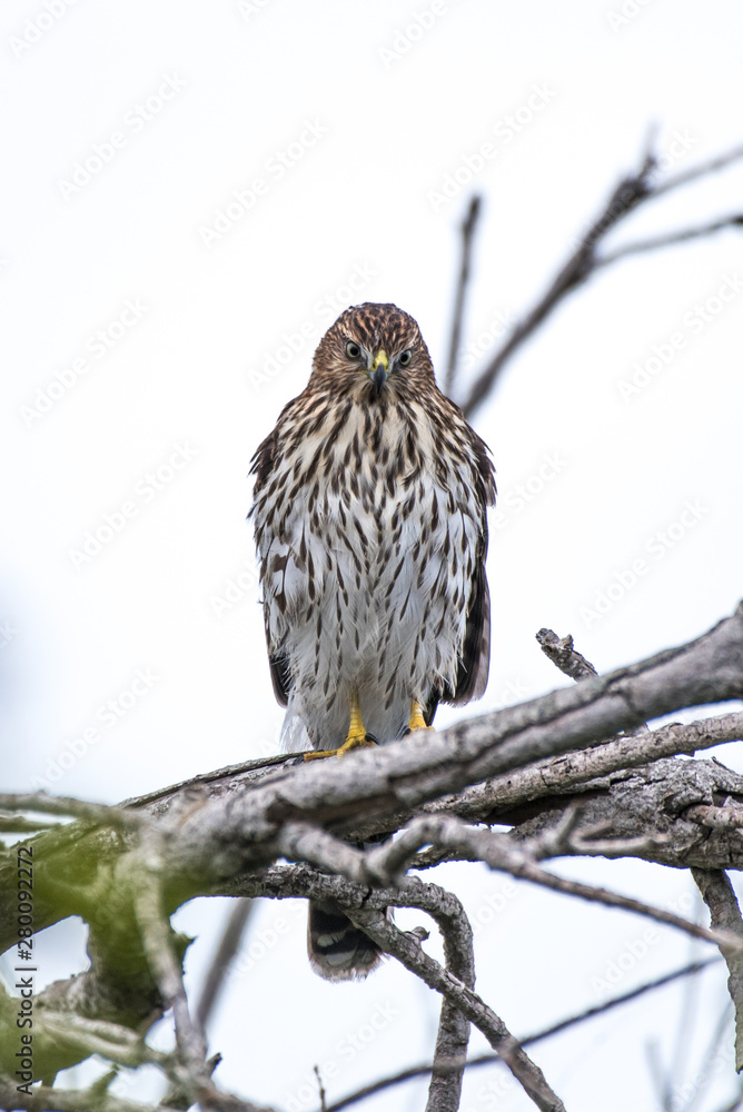 Proud Cooper Hawk perched high on dried branch while looking straight ahead over his hunting ground for the next prey. Proud Cooper Hawk perched high on dried branch while looking straight ahead over his hunting ground for the next prey.