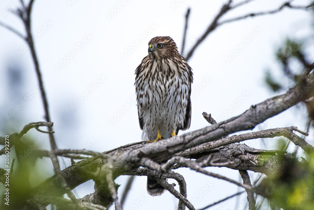 Proud Cooper Hawk perched high on dried branch while looking to the left over his hunting ground for the next prey. Proud Cooper Hawk perched high on dried branch while looking to the left over his hunting ground for the next prey.