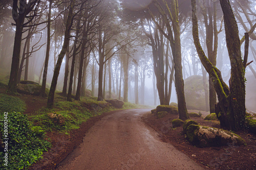 The mystical fog of the Sintra forest, Portugal
