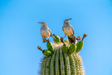 Saguaro Cactus Fruit on top against sky