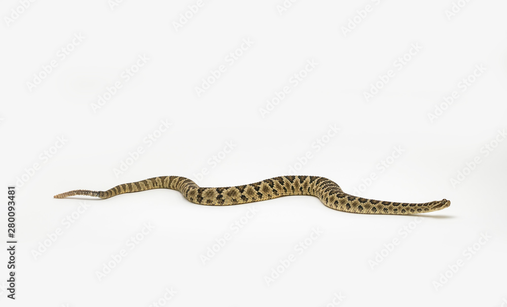 Obraz premium Baja Rattlesnake Crotalus enyo, on white background
