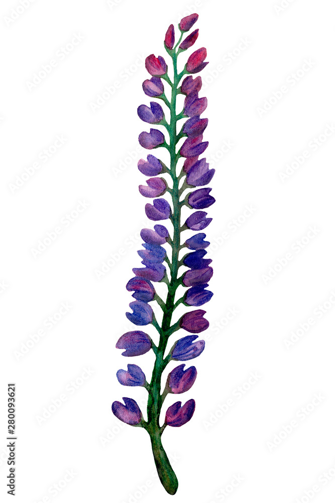 Watercolor lupins. Bright colorful summer purple lupins