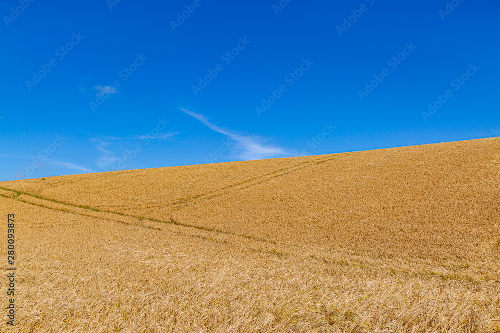 A golden wheat field in the South Downs in Sussex, on a sunny summers day