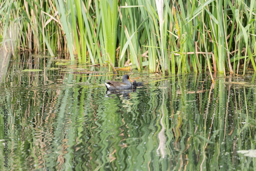 Moorhen and chick Moorhen and chick