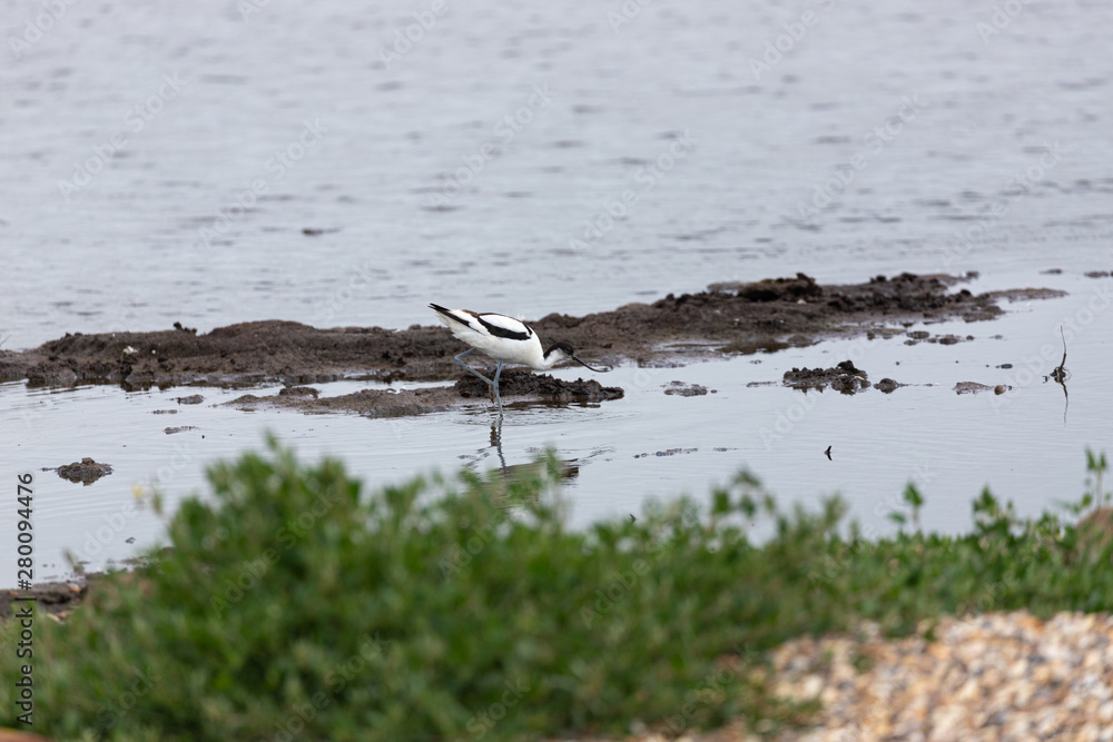 Avocet wading 4 Avocet wading 4