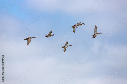 Flock of ducks 1