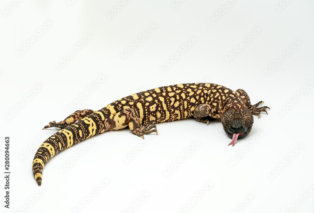 Mexican Beaded Lizard Heloderma horridum on white background. Mexican Beaded Lizard Heloderma horridum on white background.
