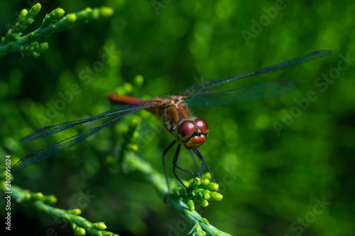 Dragonfly sitting on a green branch of a tree © edelweiss81