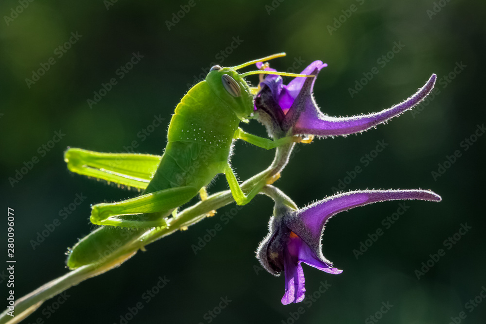 Obraz premium grasshopper on flower