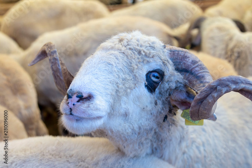 Animal for the Feast of Sacrifice. (Kurban Bayrami, aid al adha )sacrifice holiday. Turkey.
