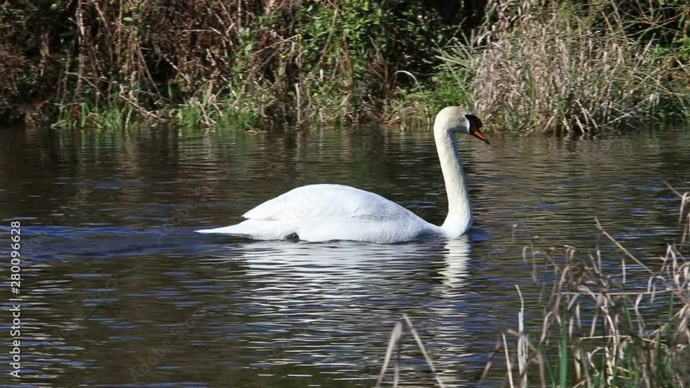 Swan in a creek Swan in a creek