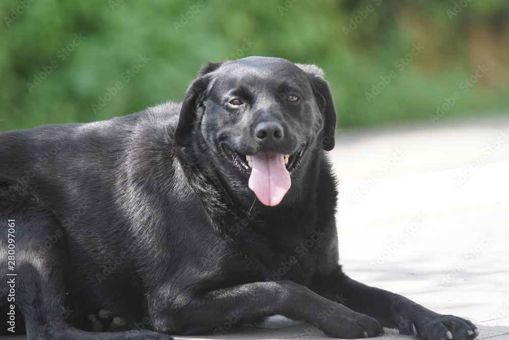 schwarzer Labrador Retriever