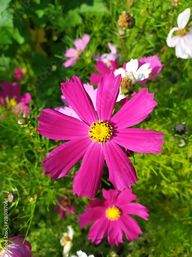 Purple daisy on the background of greenery and other daisies