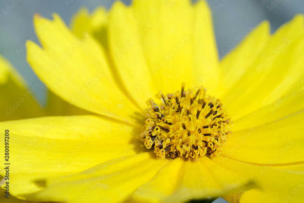 Light yellow daisy flower close up Light yellow daisy flower close up