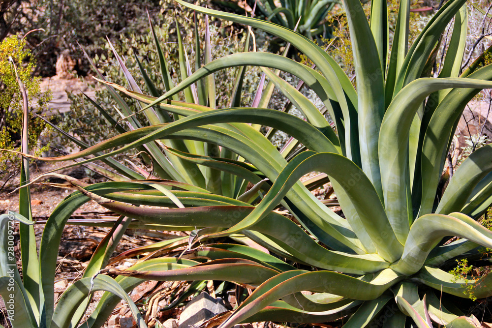 Obraz premium Yucca Plant