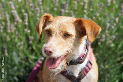 Podenco terrier mix - Mischlingshund