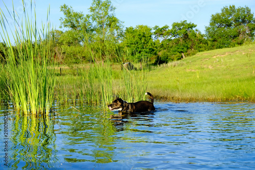 Dog in pond water shows Texas landscape during spring season with pet on adventure.