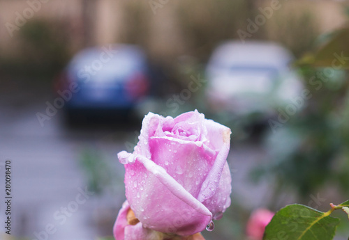 Purple rose covered with rain drops, lavender colored rose blossom with urban blurred background