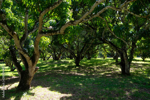 Banyan trees in the Sir Seewoosagur Ramgoolam Botanical Garden. This is a popular tourist attraction and the oldest botanical garden in the Southern Hemisphere.