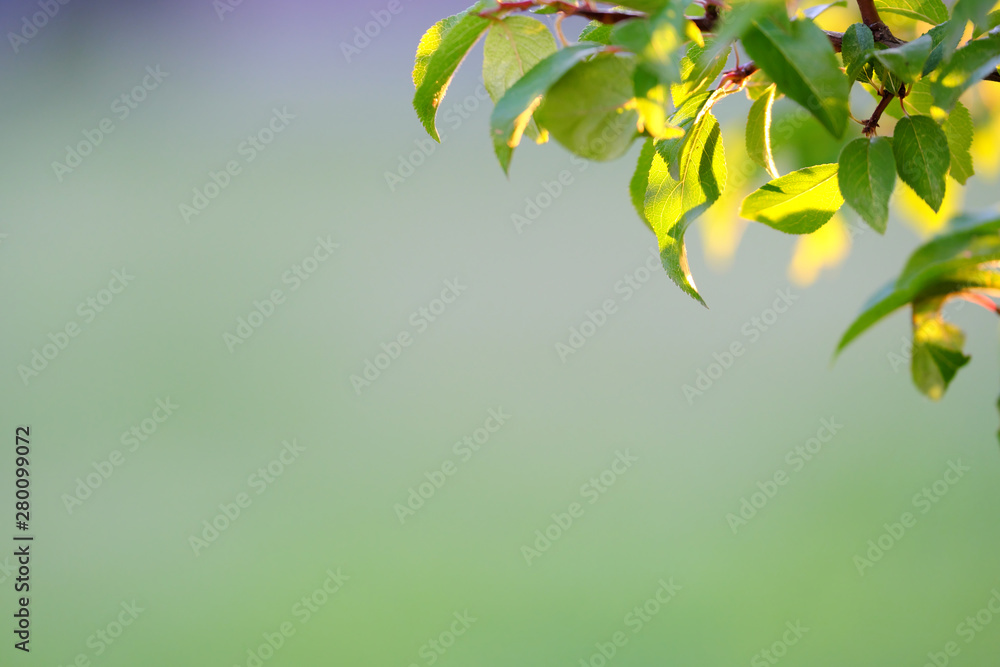 photo of fresh leaves close-up with a blurred background.