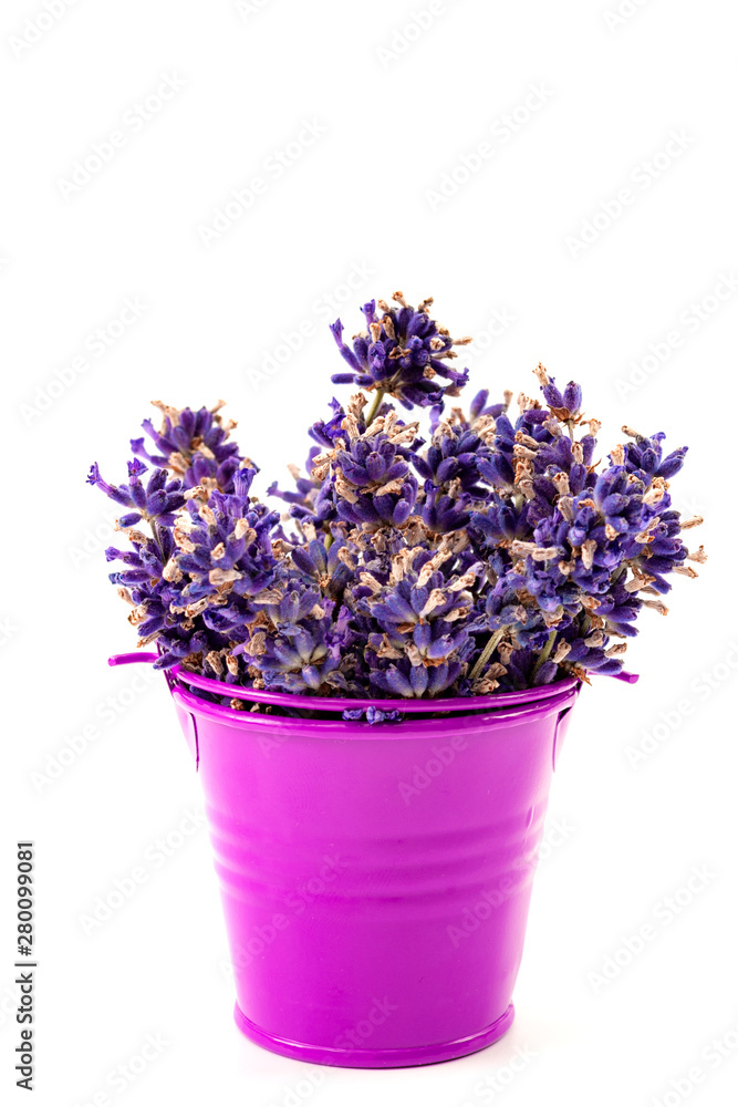 Fototapeta premium Summery flower fragrance, rural or rustic mood and floral scent concept theme with dried purple lavender flowers in a violet metal bucket isolated on white background