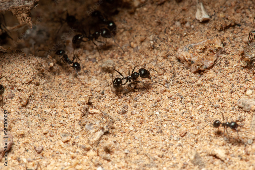 Ants Ants