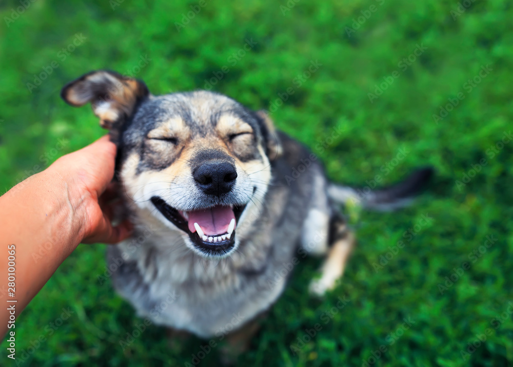 cute brown dog smiling happily and closed his eyes of pleasure from stroking the hands of the man on the street cute brown dog smiling happily and closed his eyes of pleasure from stroking the hands of the man on the street