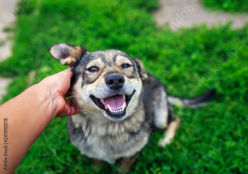 cute brown dog lying on the grass and smiles from gentle stroking of the hands of the person behind the ear