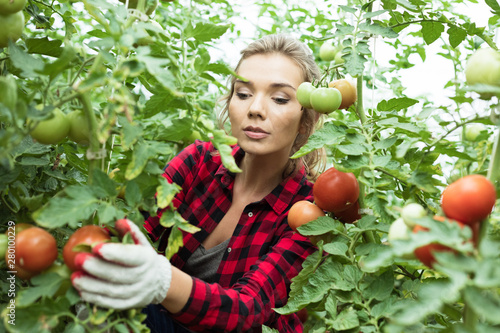 Young woman checking organic tomatoes in greenhaouse