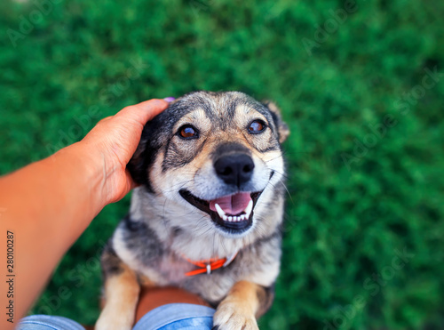 Fotografie cute brown dog leaps once legs on its feet human and requests his caress and scr