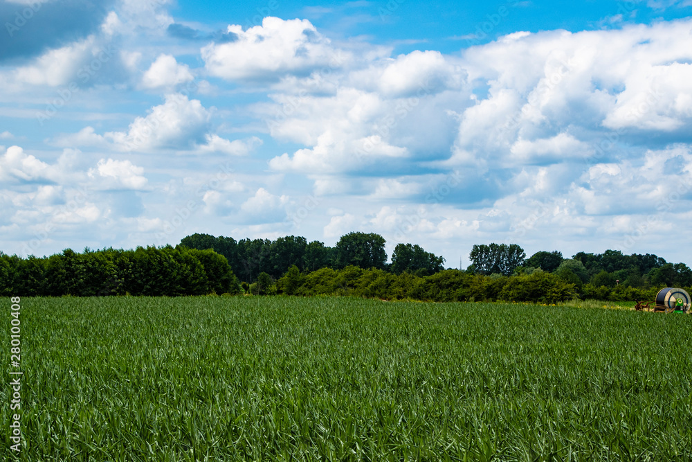 Dutch Summer landscape with green grass and cloudy blue sky Dutch Summer landscape with green grass and cloudy blue sky