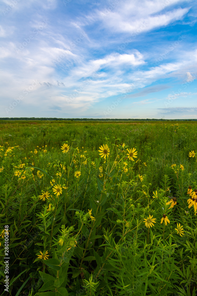 Yellow Compass Plant flowers Yellow Compass Plant flowers