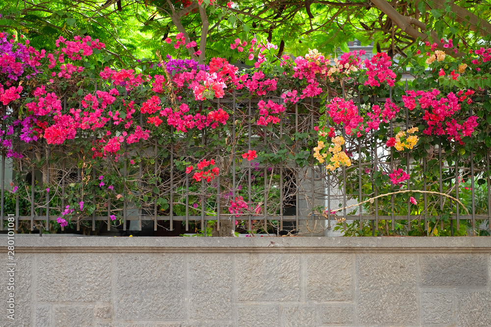 Adorable saturated bougainvillea plants on a stylish cast iron fence.