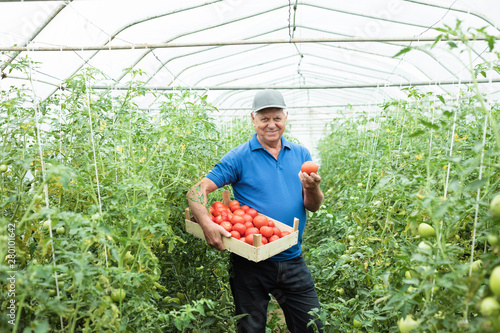 Senior man holding box of organic tomatoes photo