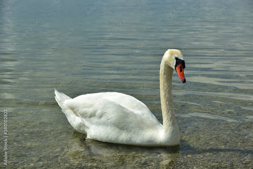 Fototapeta premium A white beautiful swan is swimming alone in a lake