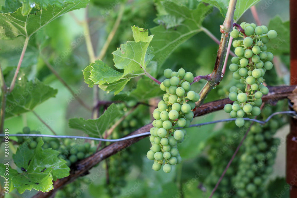 Vineyard after the rain. Bunches of grapes close-up with water drops