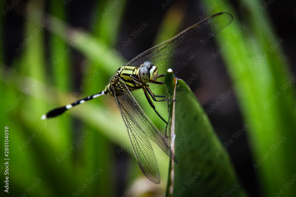 A dragonfly resting on the plant branch in a close-up picture A dragonfly resting on the plant branch in a close-up picture