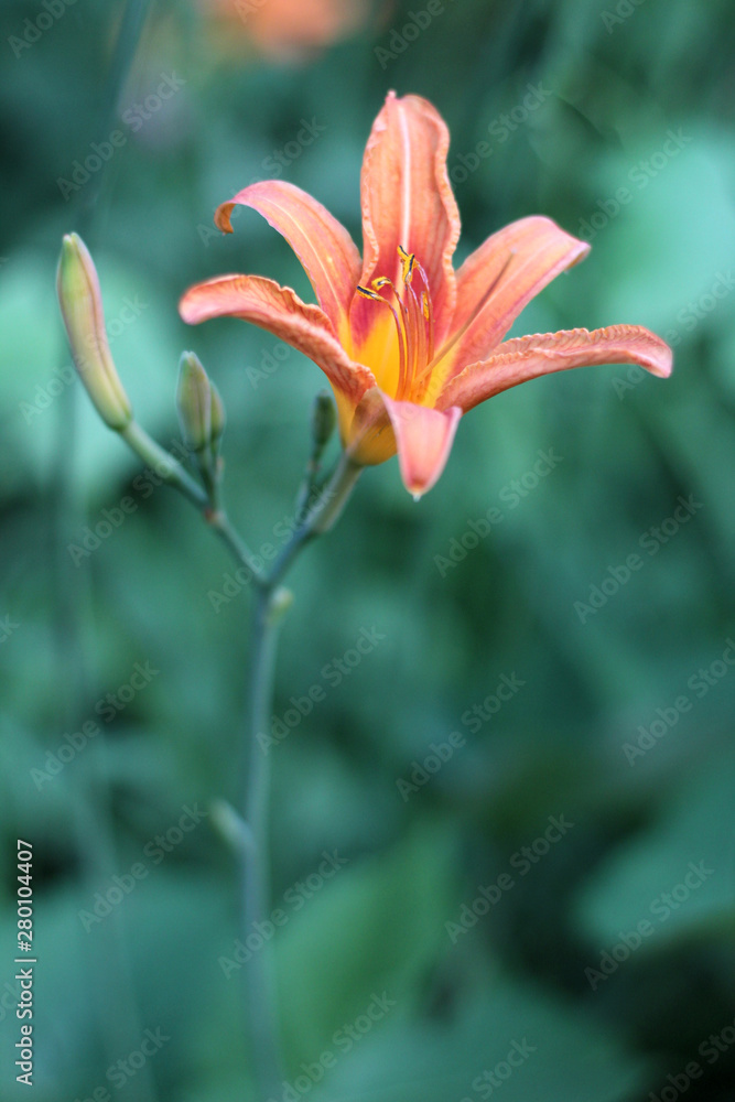 Orange-yellow lilies on a green blurred background. Beautiful blooming flowers close up on the Sunset Orange-yellow lilies on a green blurred background. Beautiful blooming flowers close up on the Sunset