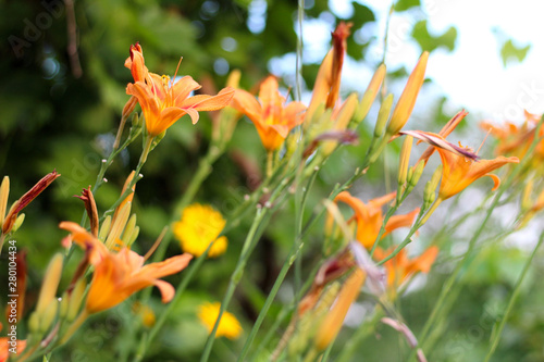 Orange-yellow lilies on a green blurred background. Beautiful blooming flowers close up on the Sunset