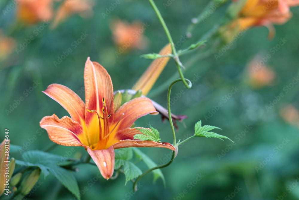 Orange-yellow lilies on a green blurred background. Beautiful blooming flowers close upOrange-yellow lilies on a green blurred background. Beautiful blooming flowers close up on the Sunset Orange-yellow lilies on a green blurred background. Beautiful blooming flowers close upOrange-yellow lilies on a green blurred background. Beautiful blooming flowers close up on the Sunset