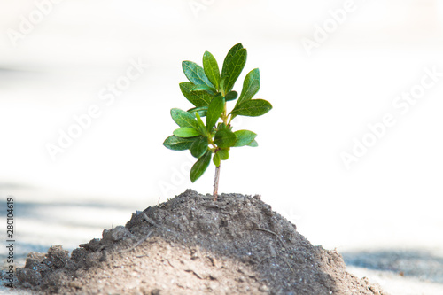 young tree or plant growing on the ground