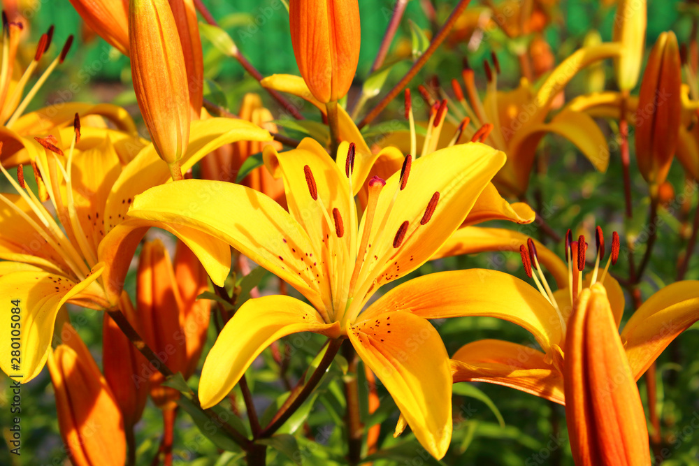 Obraz premium Beautiful bright yellow lily flowers. Close-up. Background. Texture.