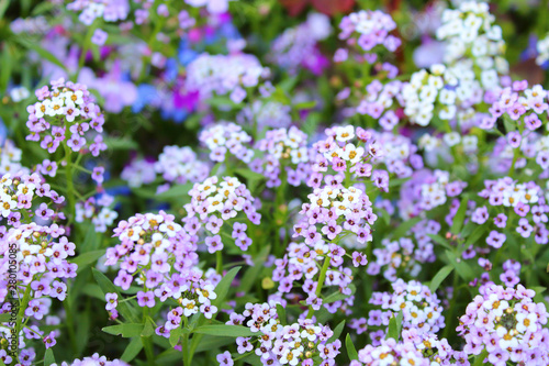 Flowers Alyssum. Close-up. Background. Texture. photo