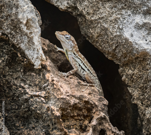 A small lizard in the mundi of Curacao Island