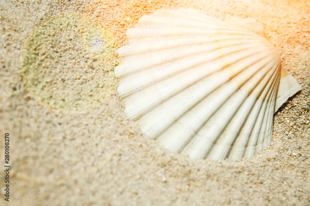 beautiful seashells by the sea on nature background beautiful seashells by the sea on nature background