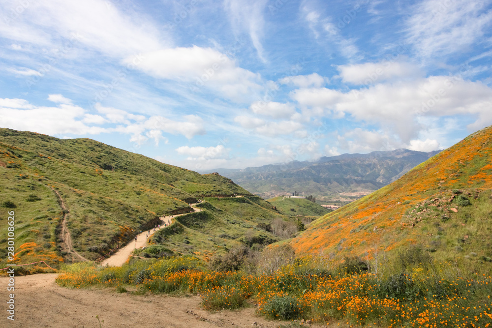 Bright orange vibrant vivid golden California poppies, seasonal spring native plants wildflowers in bloom